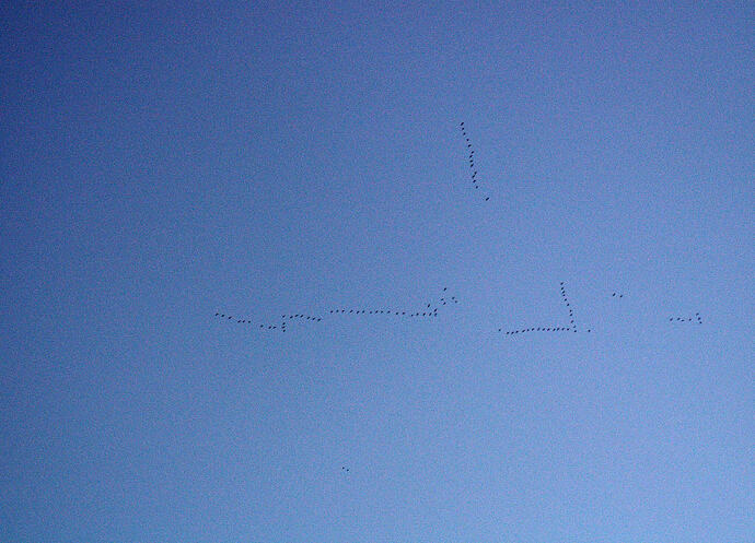 PICT0001cranes