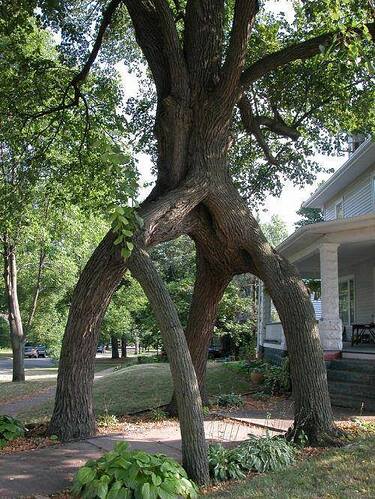 trees